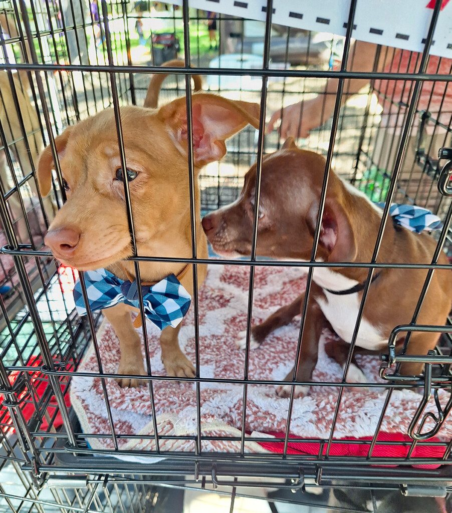 Big Texas Rally for Recovery 2024